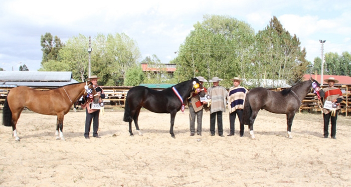 Ñuble tendrá gran convocatoria en su Exposición y Rodeo Para Criadores