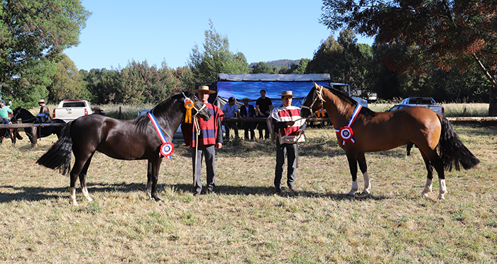 Rey Mago y Sirena T.E. fueron los grandes triunfadores de la Expo Lanco