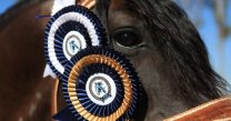 Asociación Petorca prepara su exposición abierta de caballos chilenos Asociación Petorca prepara su exposición abierta de caballos chilenos