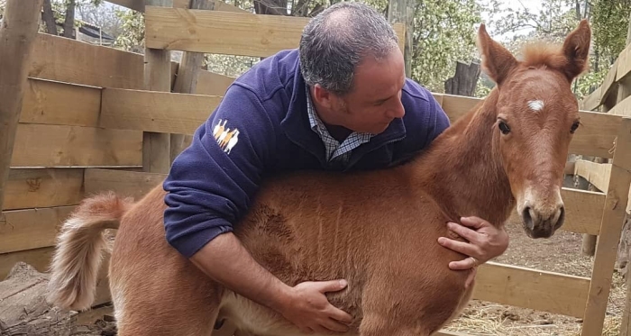 La Manada mantiene su trabajo a través de los caballos chilenos