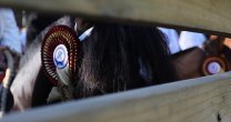 Las Pruebas de Campo abrieron la Final de Criadores 2019 Las Pruebas de Campo abrieron la Final de Criadores 2019