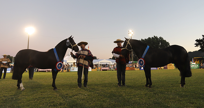 Gustoso II y Costurera se lucieron como los Grandes Campeones de la Exposición Nacional 2019