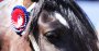 Las planillas de la Final de Rodeos Para Criadores 2019