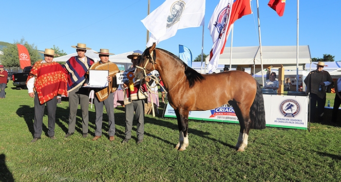 Mario Velásquez y el Campeón Potro de la Expo Nacional: 