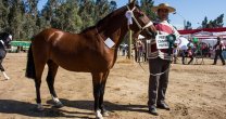 Illapel vivirá una fiesta con la Exposición de la Asociación Choapa Illapel vivirá una fiesta con la Exposición de la Asociación Choapa
