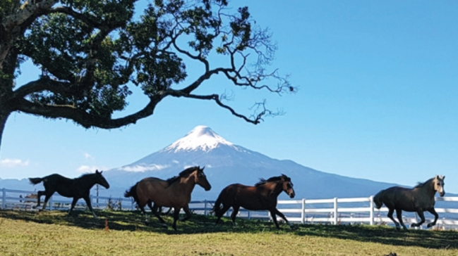 Criadero Laderas del Llanquihue tiene interesante remate en el Gil Letelier