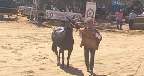 Charla sobre Presentación de Caballos en Exposiciones se realizó en Marchigüe Charla sobre Presentación de Caballos en Exposiciones se realizó en Marchigüe
