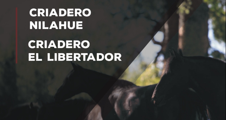 Criaderos Nilahue y El Libertador tienen atractivo remate este miércoles