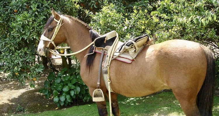 Lente: Más que un caballo, un estilo de vida