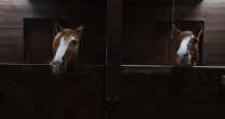 La muestra de caballos en el Criadero Doña Emma