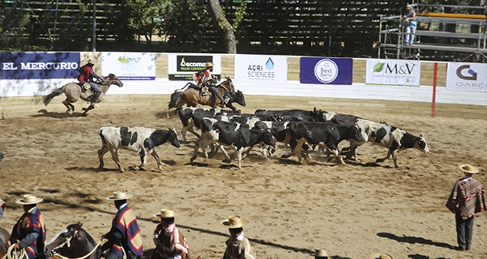 Criadores de Bío Bío quieren organizar competencia de Pruebas de Campo y Aparta