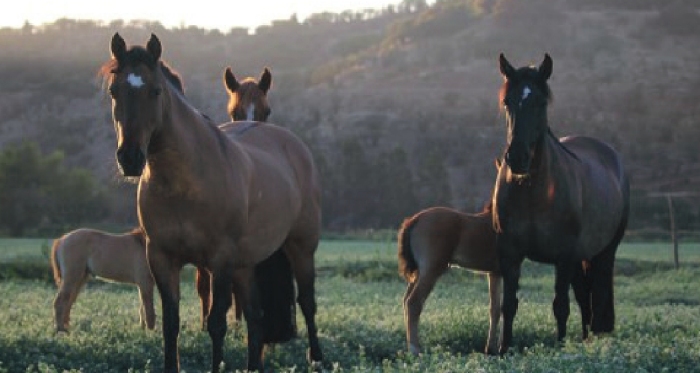 Criaderos Alantañita, Corrales del Monte, Muticura y Don Tonel tienen remate de caballos corriendo