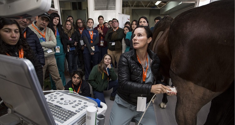 ACHVE se ilusiona con organizar el Mundial de Medicina Veterinaria tras exitoso congreso en la UNAB