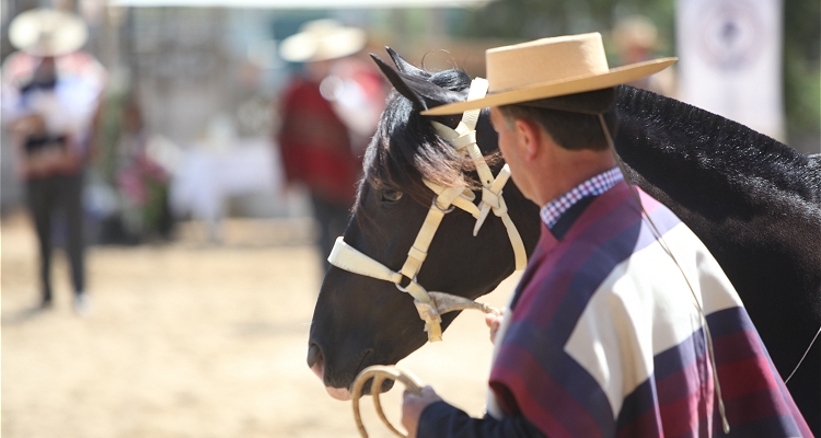 El Caballo Chileno mostrará su morfología en el Estadio Nacional y el Parque Padre Hurtado