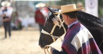 El Caballo Chileno mostrará su morfología en el Estadio Nacional y el Parque Padre Hurtado El Caballo Chileno mostrará su morfología en el Estadio Nacional y el Parque Padre Hurtado
