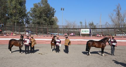 Los Grandes Premios de la Expo Ñuñoa