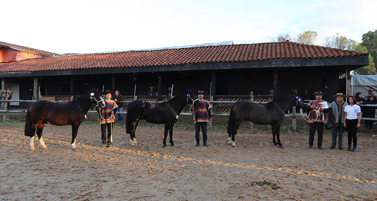 Asociación de Criadores de Cauquenes realizará charla de reproducción equina