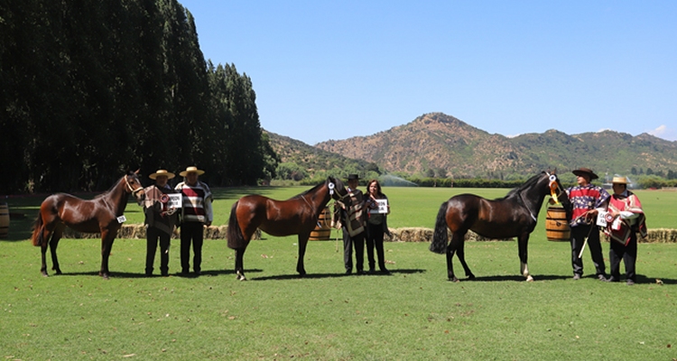 Criadores de Colchagua tendrán destacada participación en Congreso Mundial de Enoturismo