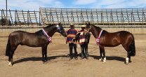 Así se vivió la fiesta de la Criadores con Expo y Rodeo en Collipulli Así se vivió la fiesta de la Criadores con Expo y Rodeo en Collipulli