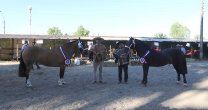 En recta final va la organización de eventos de los Criadores de Ñuble En recta final va la organización de eventos de los Criadores de Ñuble
