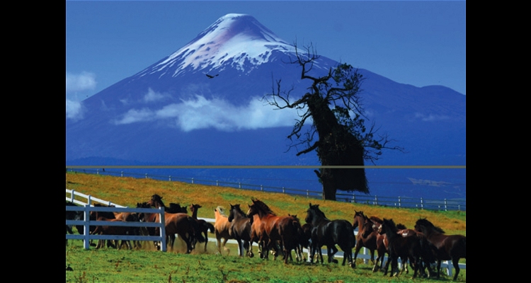 Criadero Laderas del Llanquihue tiene destacado remate este jueves