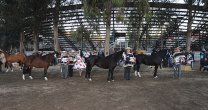 Ñuble se apronta para Expo y Rodeo Para Criadores en San Carlos Ñuble se apronta para Expo y Rodeo Para Criadores en San Carlos