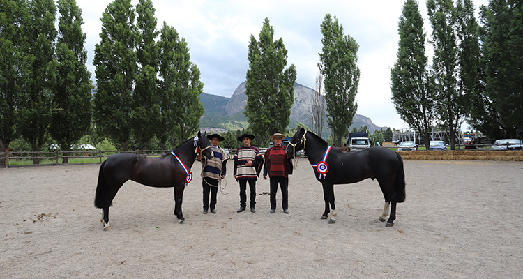 Espolón y Enredosa sacaron aplausos como los Mejores Ejemplares en la Expo Aysén