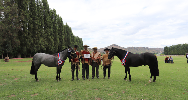 Guindao y Granizada lucieron su estirpe en la Expo Colchagua