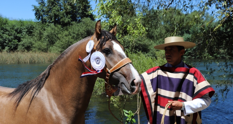 Criadores de Bío Bío tienen grandes expectativas por su expo en Santa Bárbara