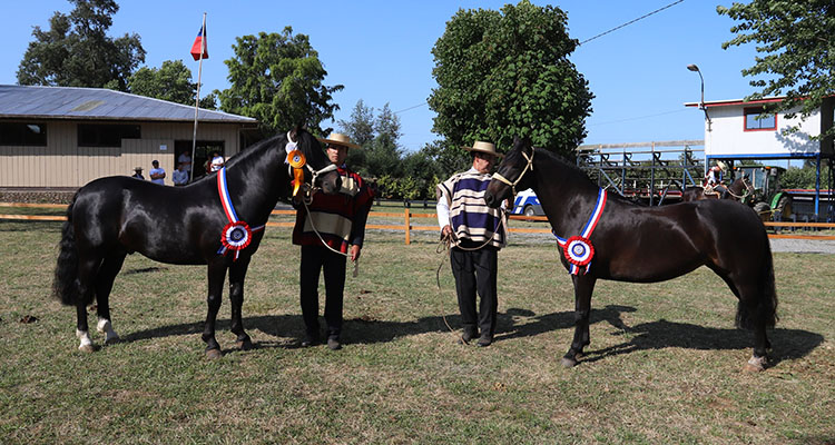 Encachao y Volteadora fueron aplaudidos como los Mejores Ejemplares de la Expo Lanco