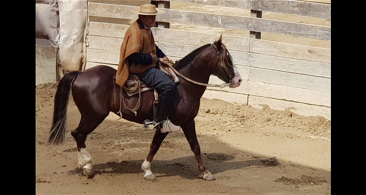 Carlos Gómez tras su primer requisito en Tornado: 