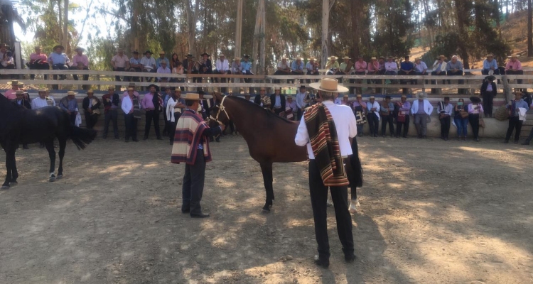 Gran concurrencia tuvo taller dictado por la Asociación de Criadores de Melipilla a Ferocam