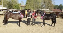 Justiciero y Fundadora mostraron su clase en la Expo San Carlos 2020 Justiciero y Fundadora mostraron su clase en la Expo San Carlos 2020