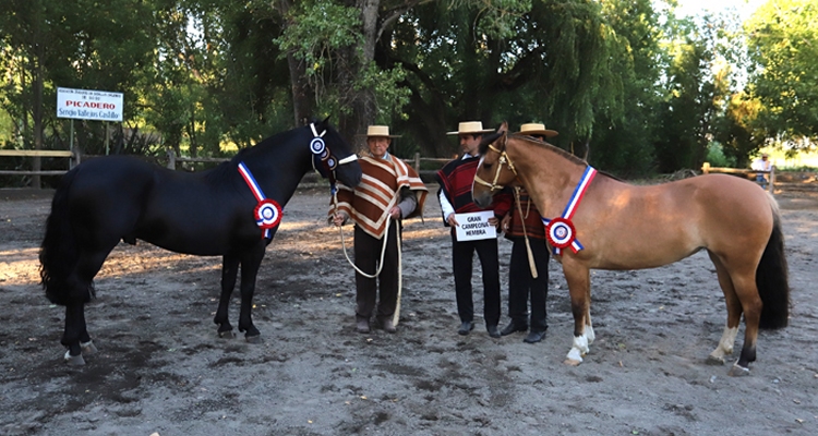 Asociación Bío Bío aportará con Exposición y Rodeo Para Criadores a la Expo Socabío 2020