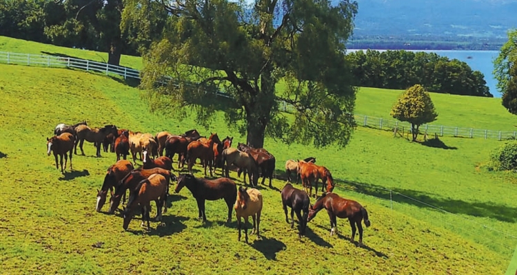 Criadero Laderas del Llanquihue tiene interesante remate en el Gil Letelier