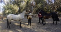 En Aculeo se realizó muestra de caballos chilenos rumbo a la Expo Nacional de Ferocam En Aculeo se realizó muestra de caballos chilenos rumbo a la Expo Nacional de Ferocam