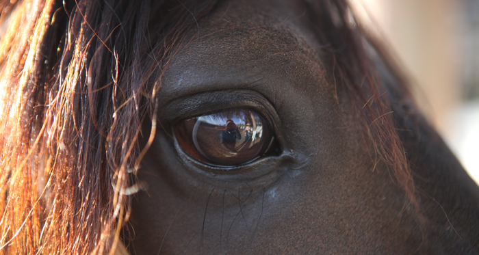 Veterinario Felipe Lara entregó recomendaciones para manejo y cuidado de caballos durante cuarentena