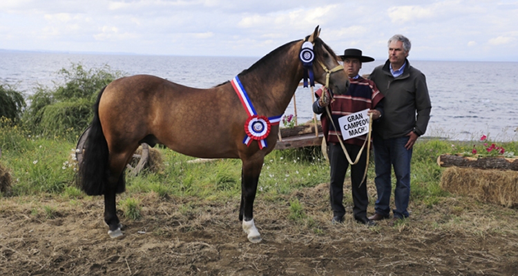 Cullaima Avellano, un Campeón Nacional de morfología clasificado para Rancagua