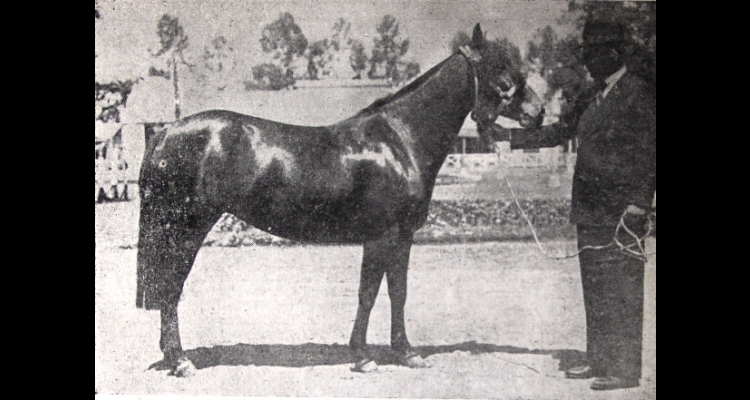 Disfruta este artículo de Miguel Letelier publicado en el Stud Book del Caballo Chileno