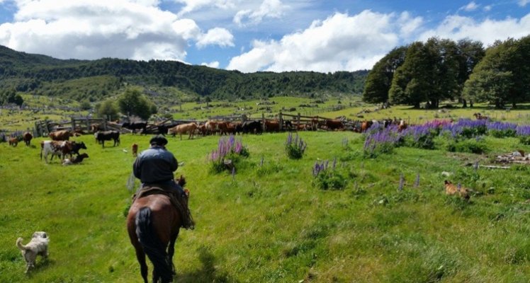 Criadero La Frontera, la tradición familiar de los Peede