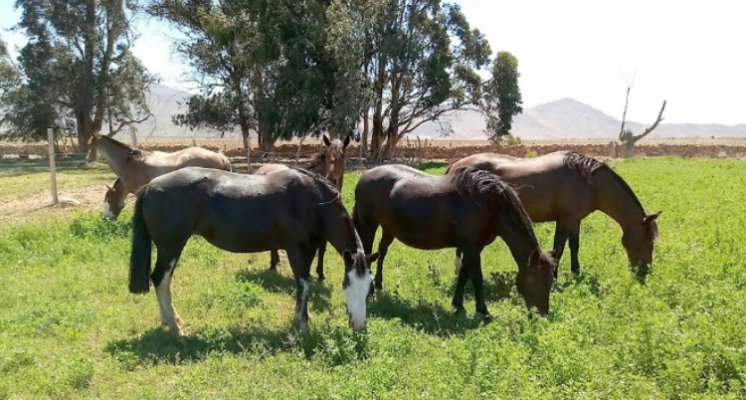 Criadero Huasco, el gran proyecto familiar de los Caimanque