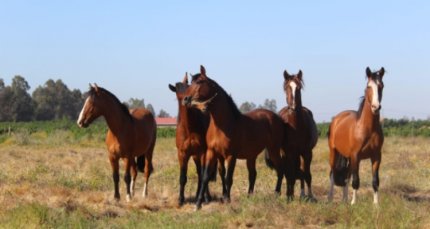 Criadero Los Tres Arturos tiene atractiva y novedosa venta