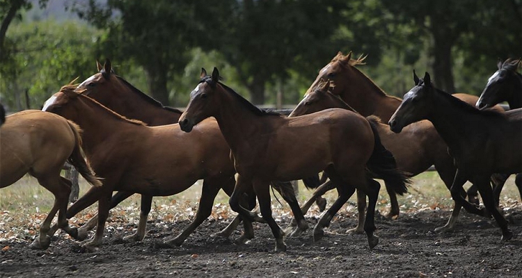 ¿Los caballos olvidan a sus dueños? Definitivamente, no