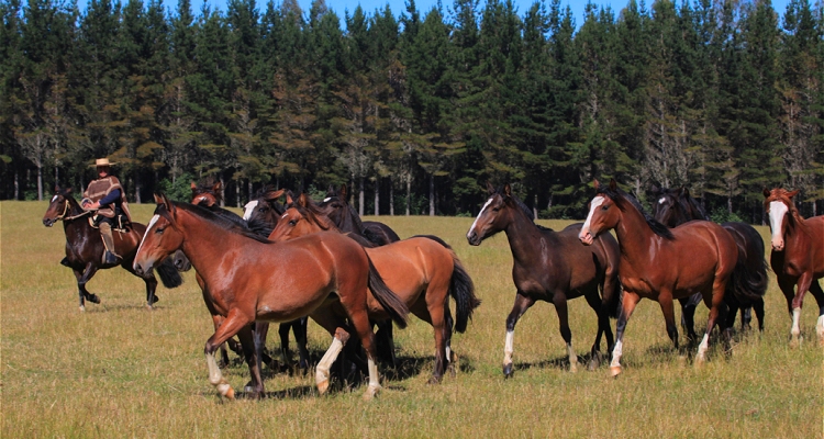 El Ideal sigue con el trabajo de caballos bajo una 