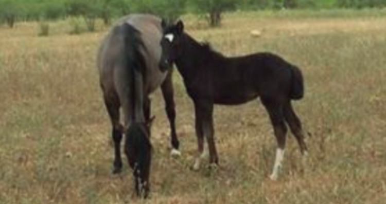 Las Lomas de Ovalle y su dedicado trabajo por el Caballo Chileno en el Norte