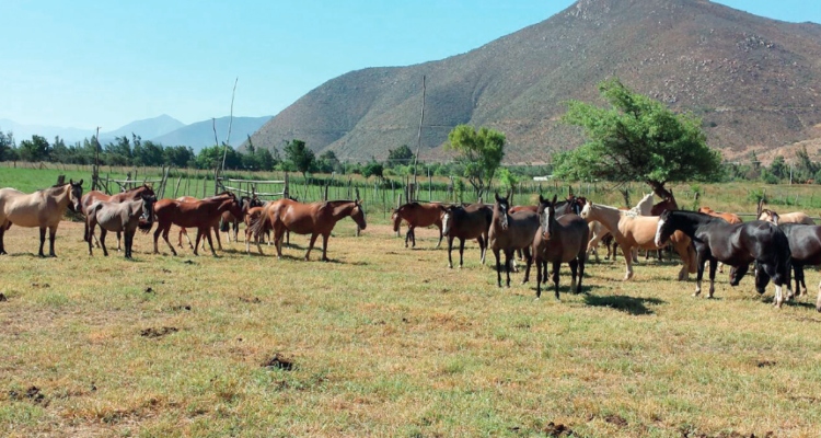 Criadero Aguas del Choapa, al alero de Agua de los Campos y Maquena