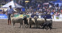Perros Ovejeros Magallánicos, uno de los espectáculos favoritos del público en la Semana de la Chilenidad