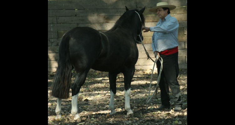 Víctor Vega Luengo dejó una huella imborrable en torno al Caballo