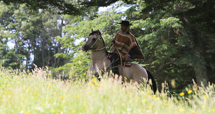 Javier Alvarez nos contó sobre crianza y rodeo en el corazón de Chiloé