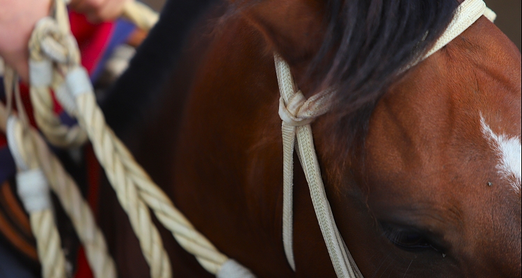 Informativo sobre Mesa de Trabajo entre la Federación del Rodeo y el Ministerio del Deporte